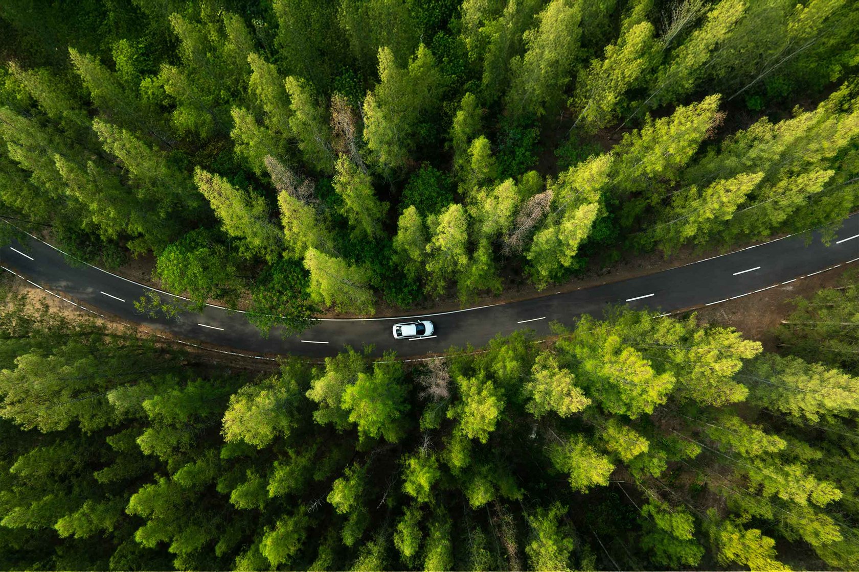 Driving through a forest