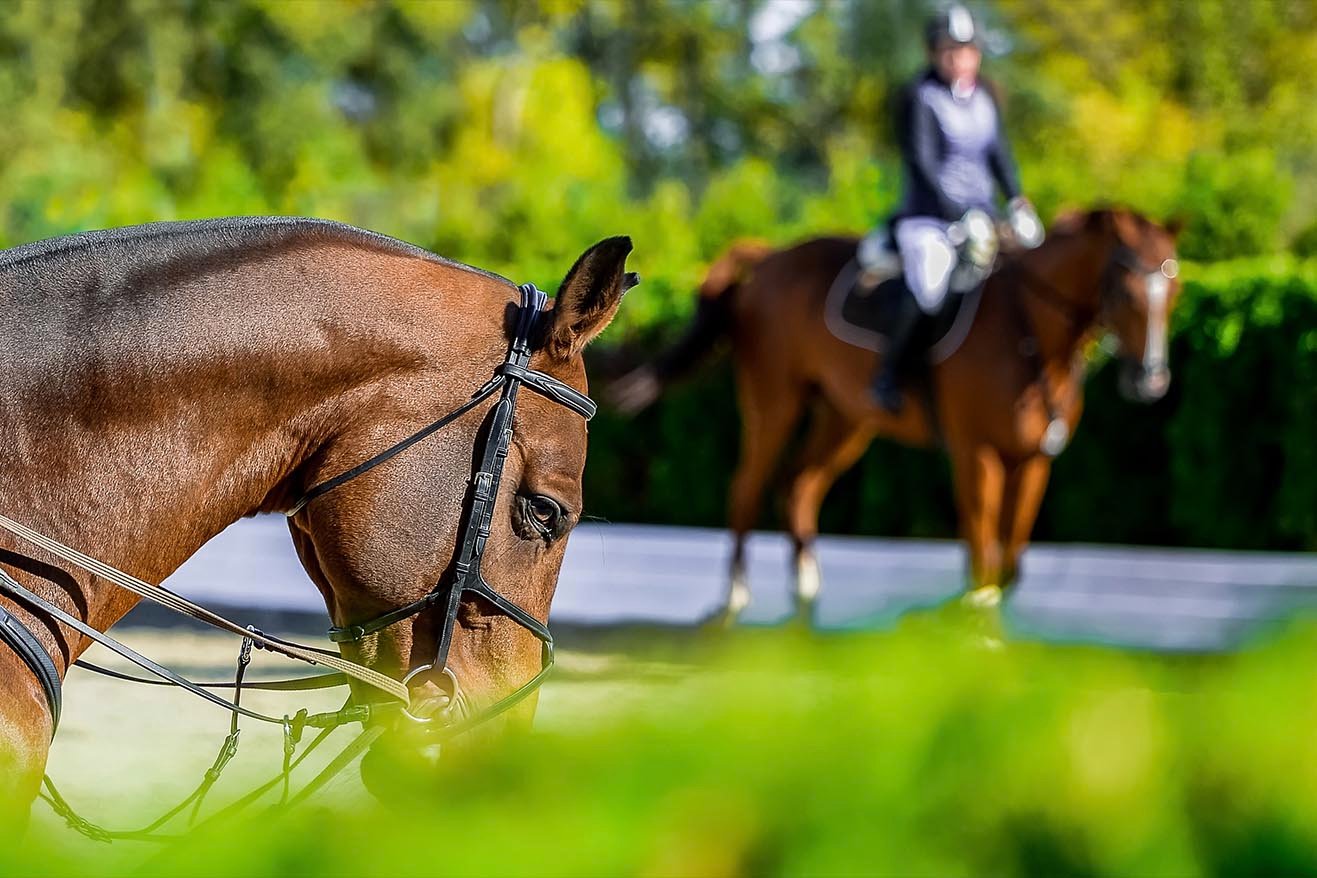 Close up of horse's head with a rider on a horse in the background