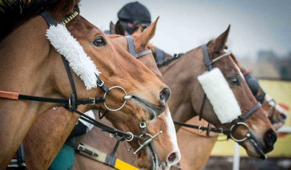 Ascot horses