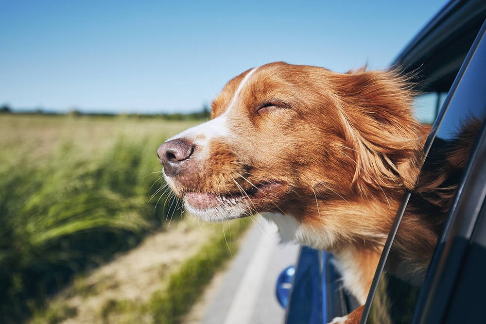 Dog with its head out of the window of a driving car 
