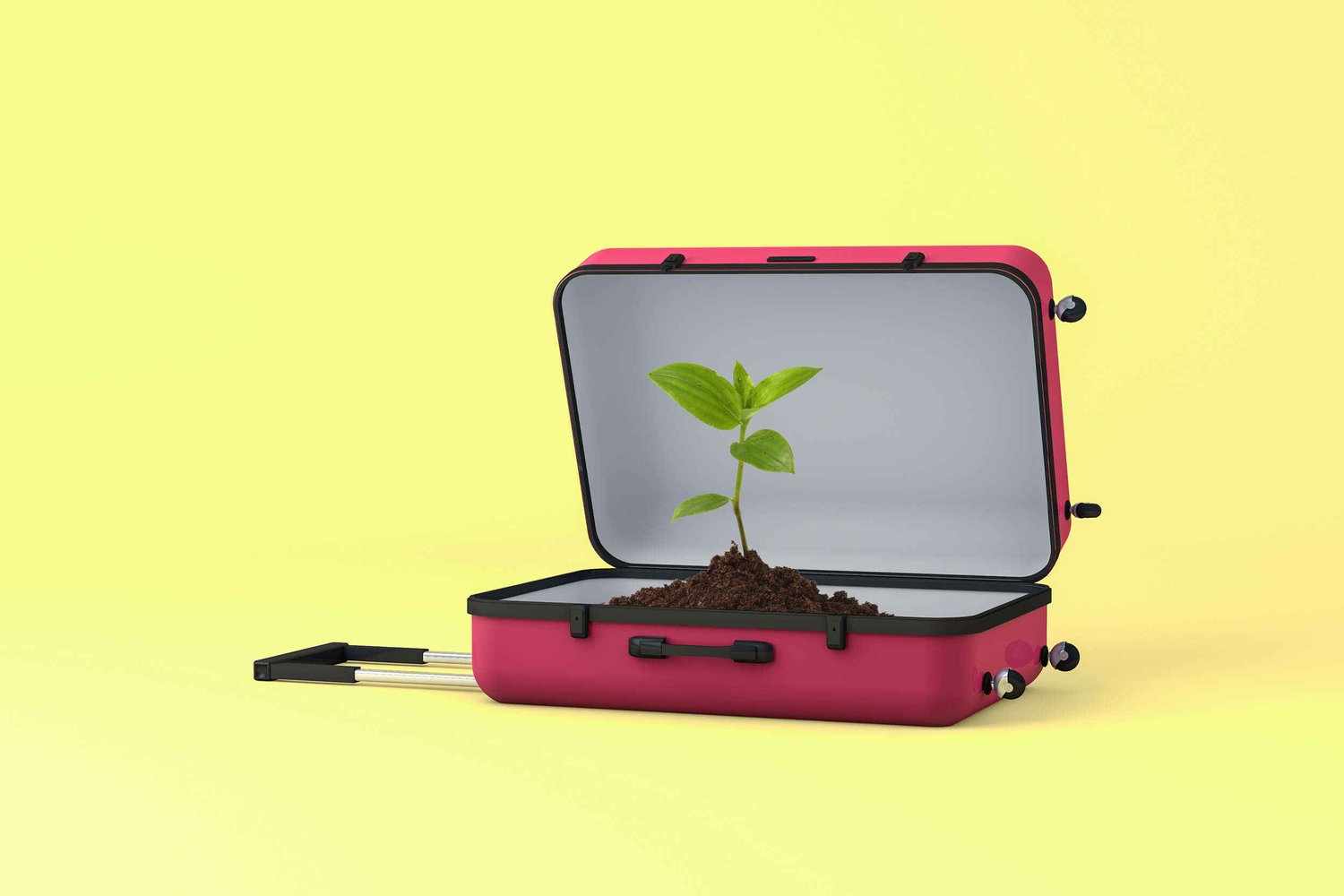 Open suitcase on wheels, lying on its back with soil and a green shoot in it