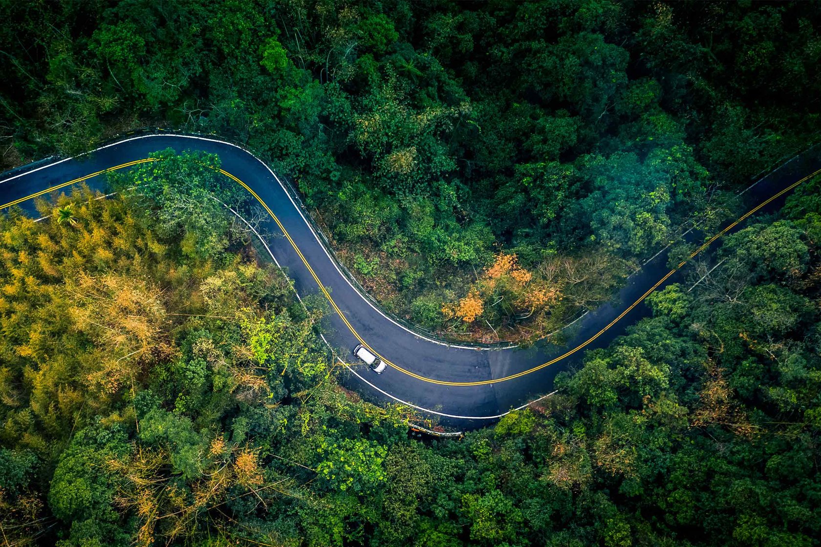 A road through a forest.